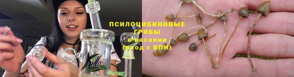 крисы Абаза