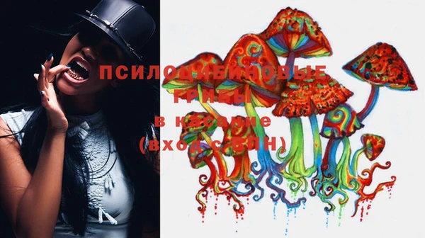 крисы Абаза