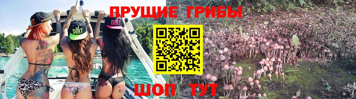 Псилоцибиновые грибы Psilocybine cubensis Канск